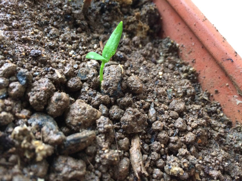 Seedling of chilli plant